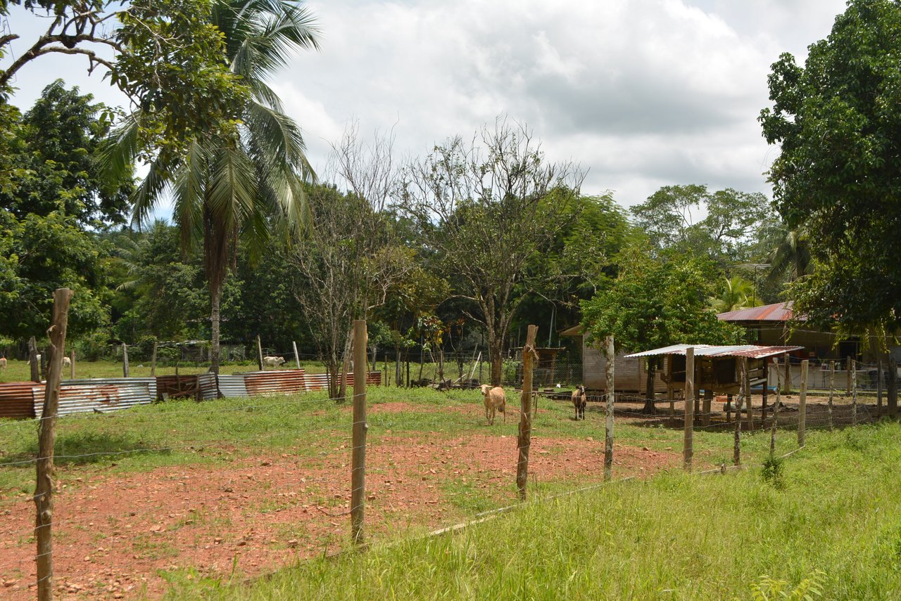 10 Acre Rio Sierpe Paradise Residential And Cabinas