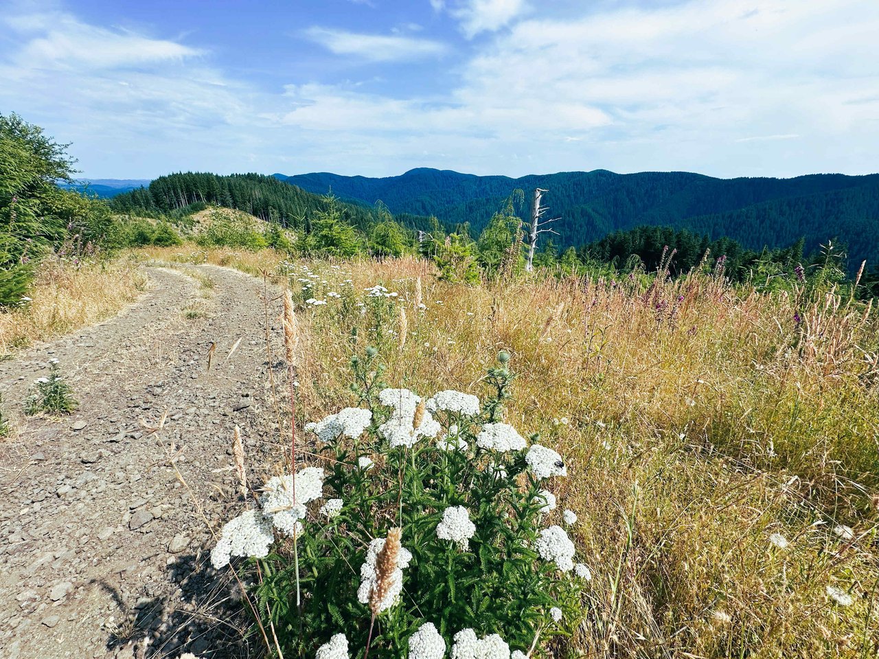 Cummins Creek Wilderness Overlook