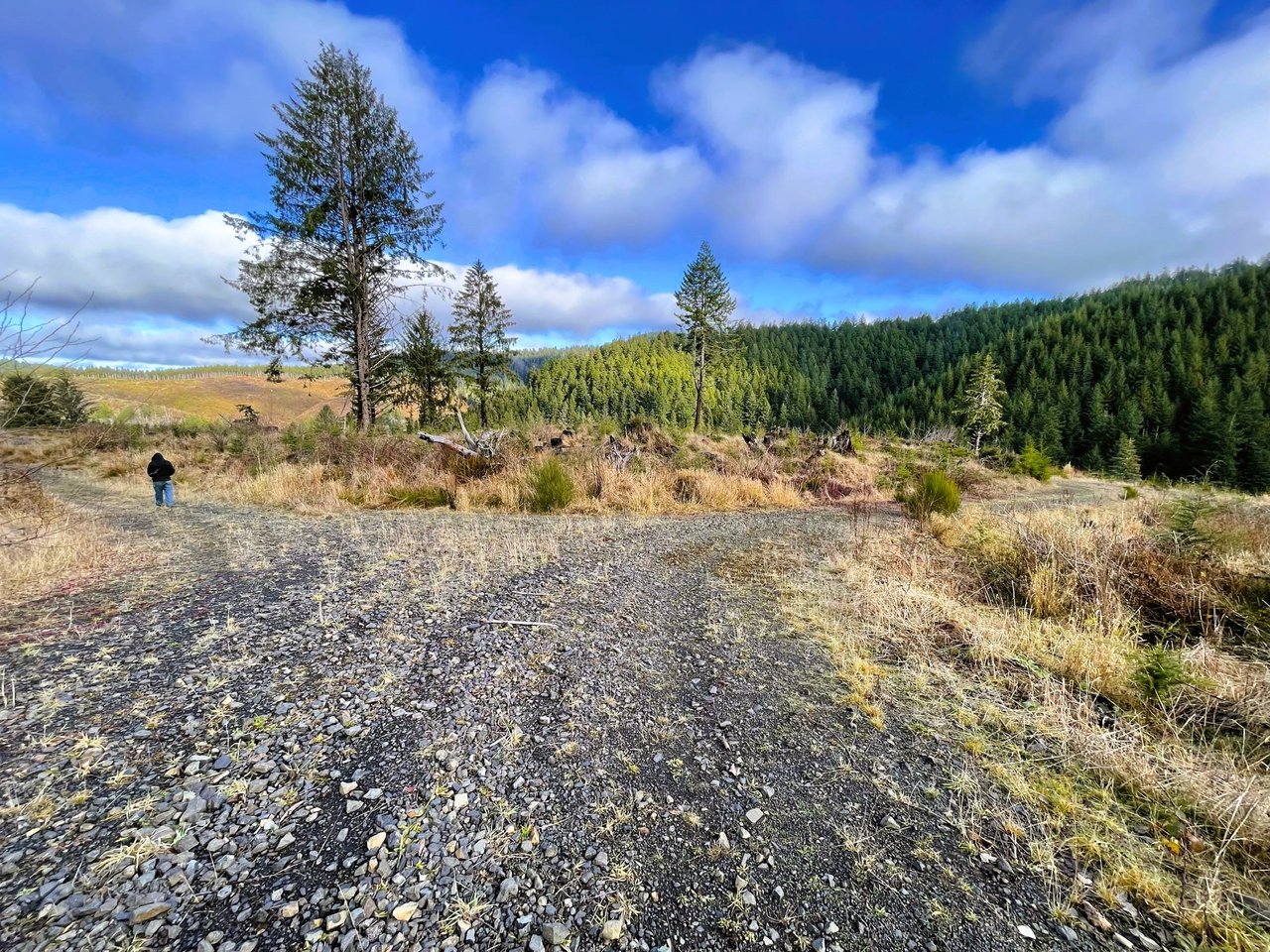 Alsea Woodland