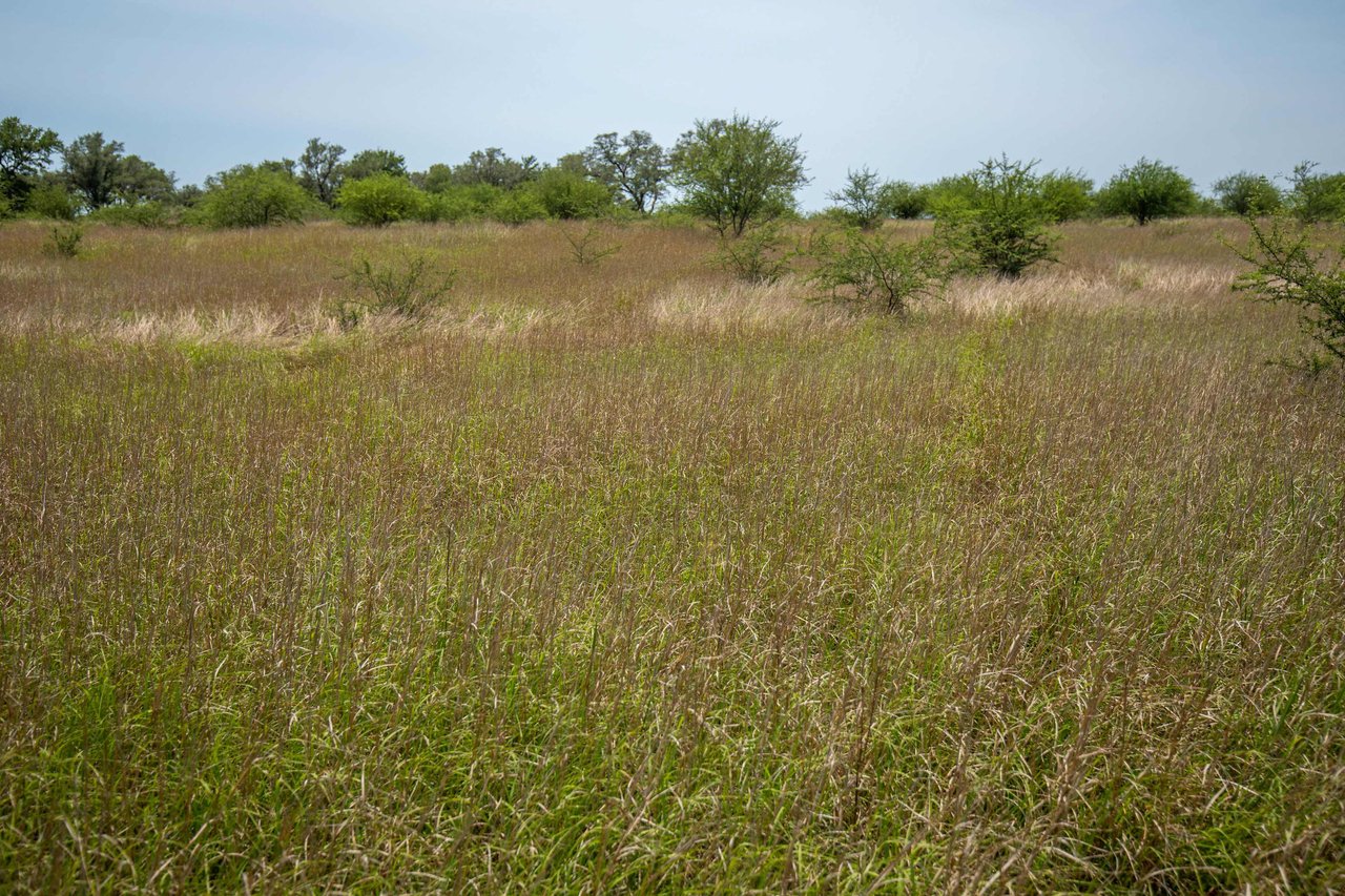 Green DeWitt Rd | 40.82± Acres | DeWitt County