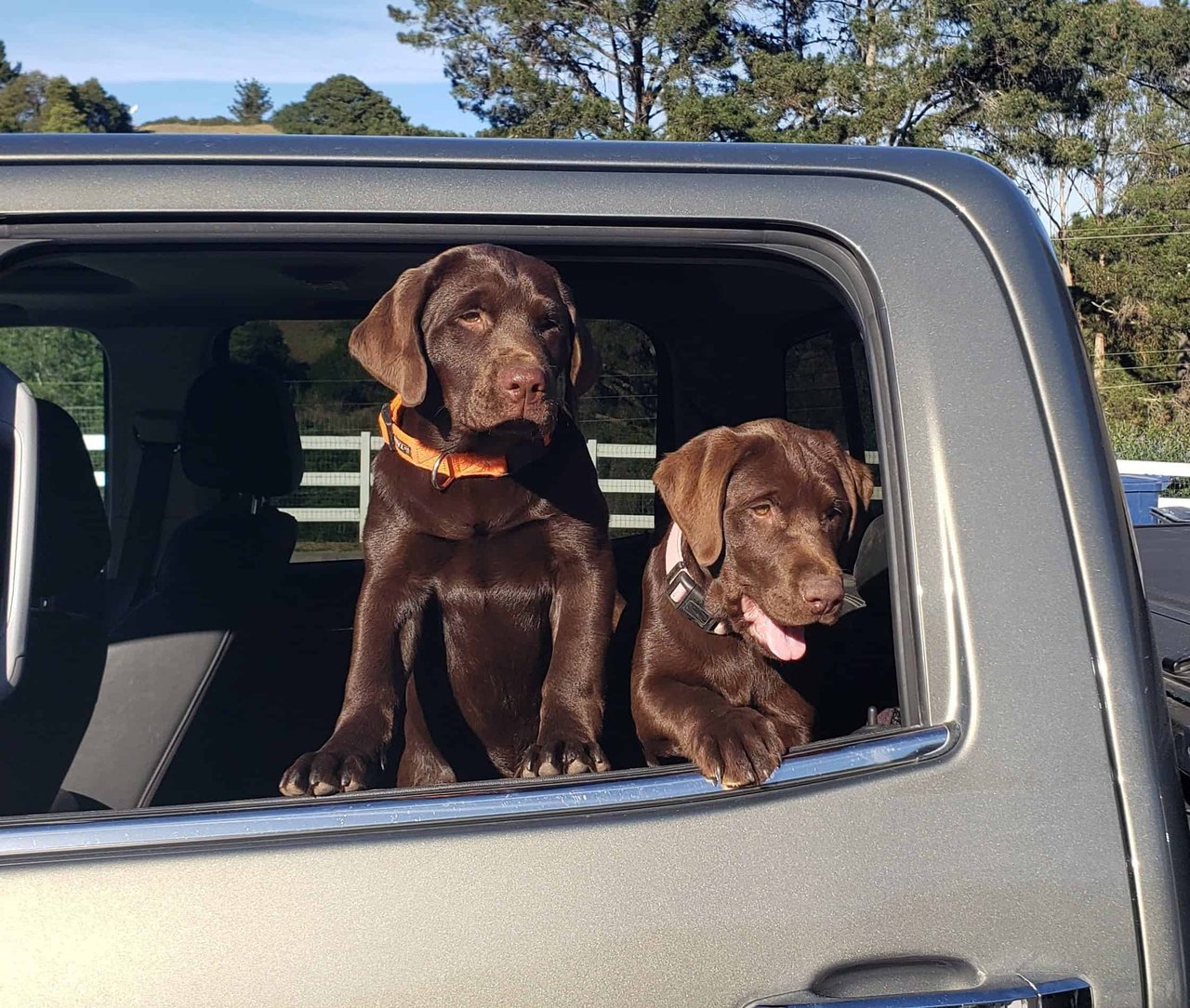 My Chocolate Lab Puppy Update