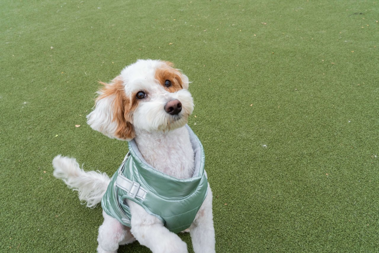 🐾 Exploring Philadelphia’s Dog Parks with Brooke and Indy 🐾