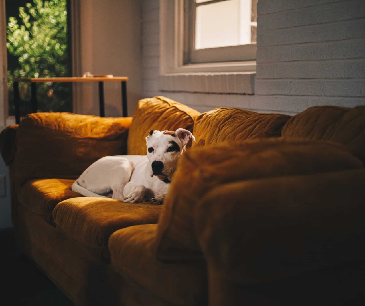 Top SF Realtor POV: Buying the Perfect Couch in 2021