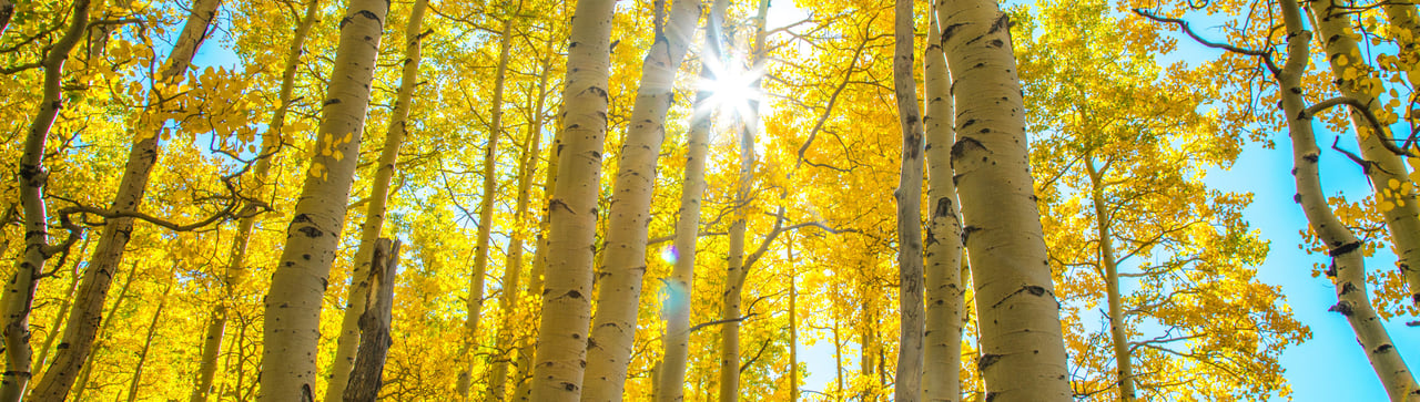 Autumn Splendor in Southwest Colorado: Best Spots to Witness the Leaf Transformation