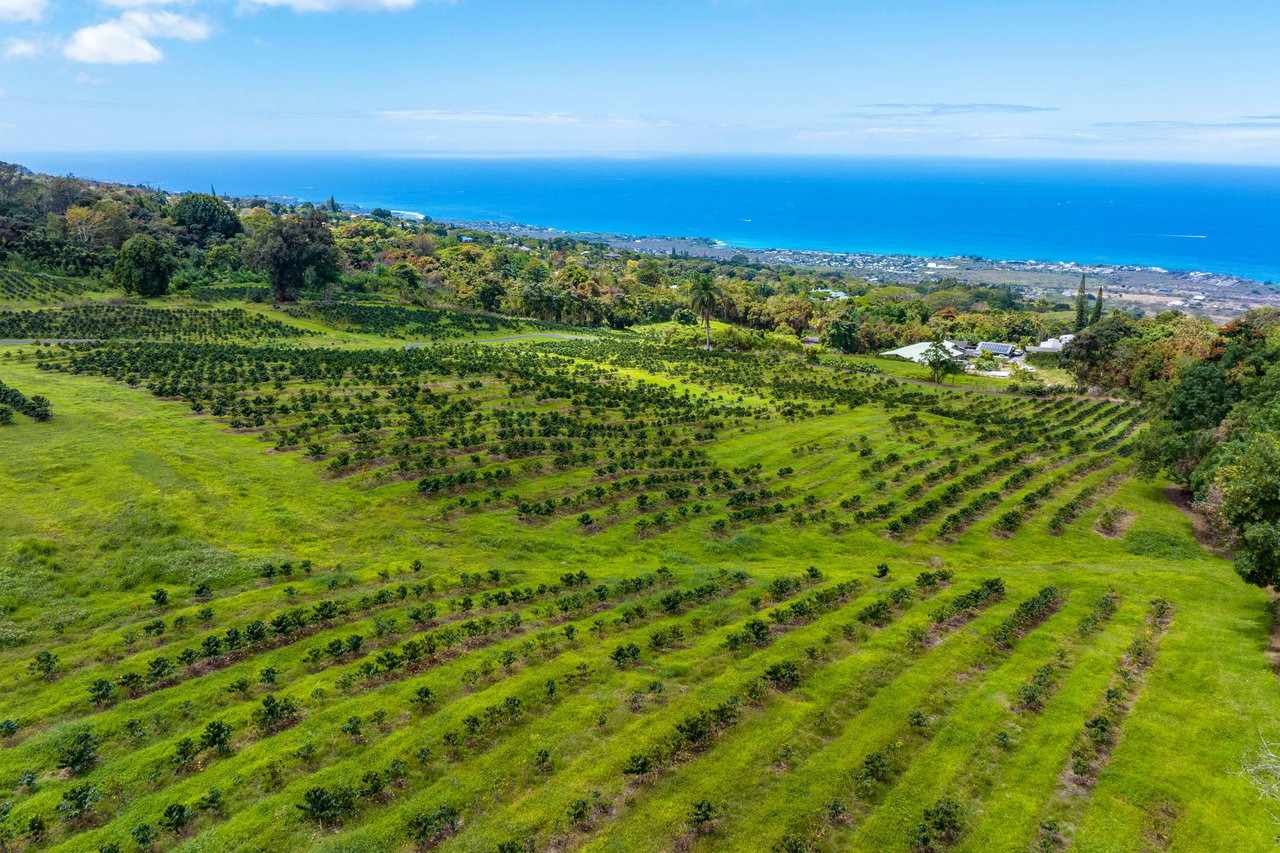 Brewing Culture and Flavor: Welcome to the 2024 Kona Coffee Festival!