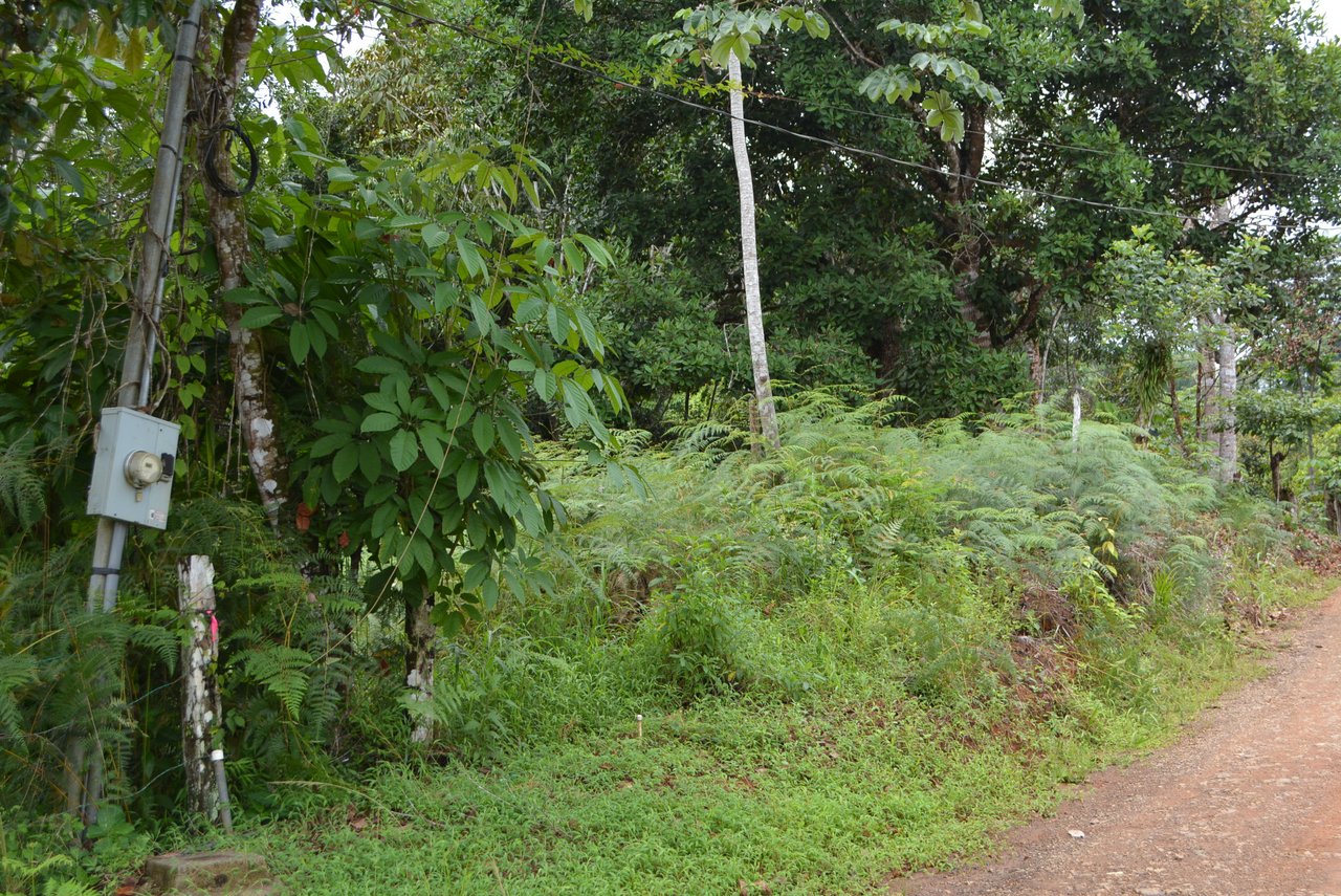 7.6 Acres Calle Camaron Platanillo