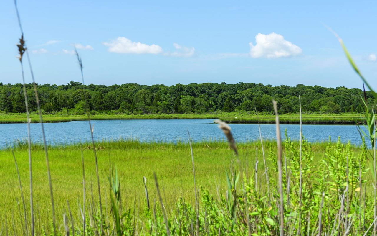 A serene lakescape with tall grasses in the foreground
