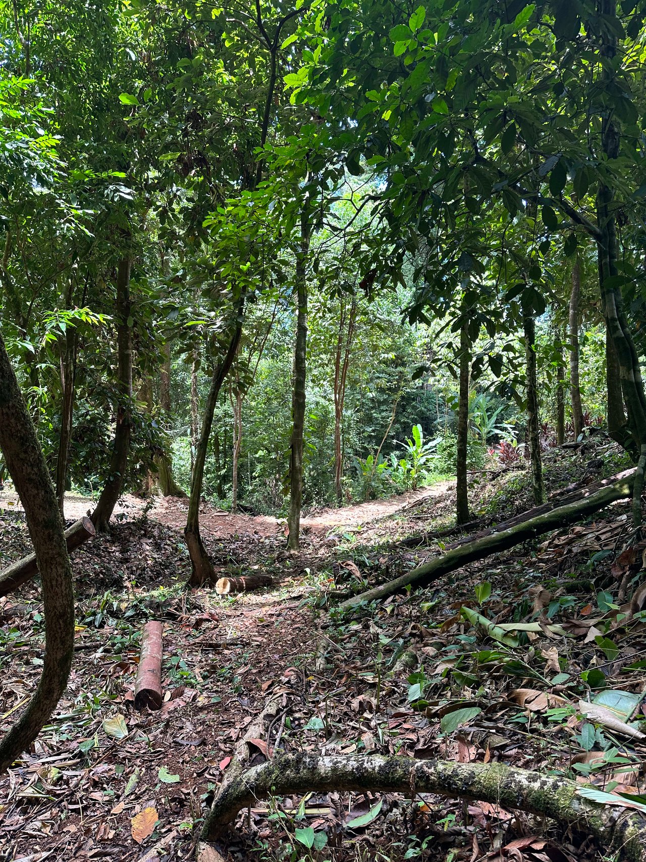 1.6 Acres Land Parcel in Ballena, Jungle Views.