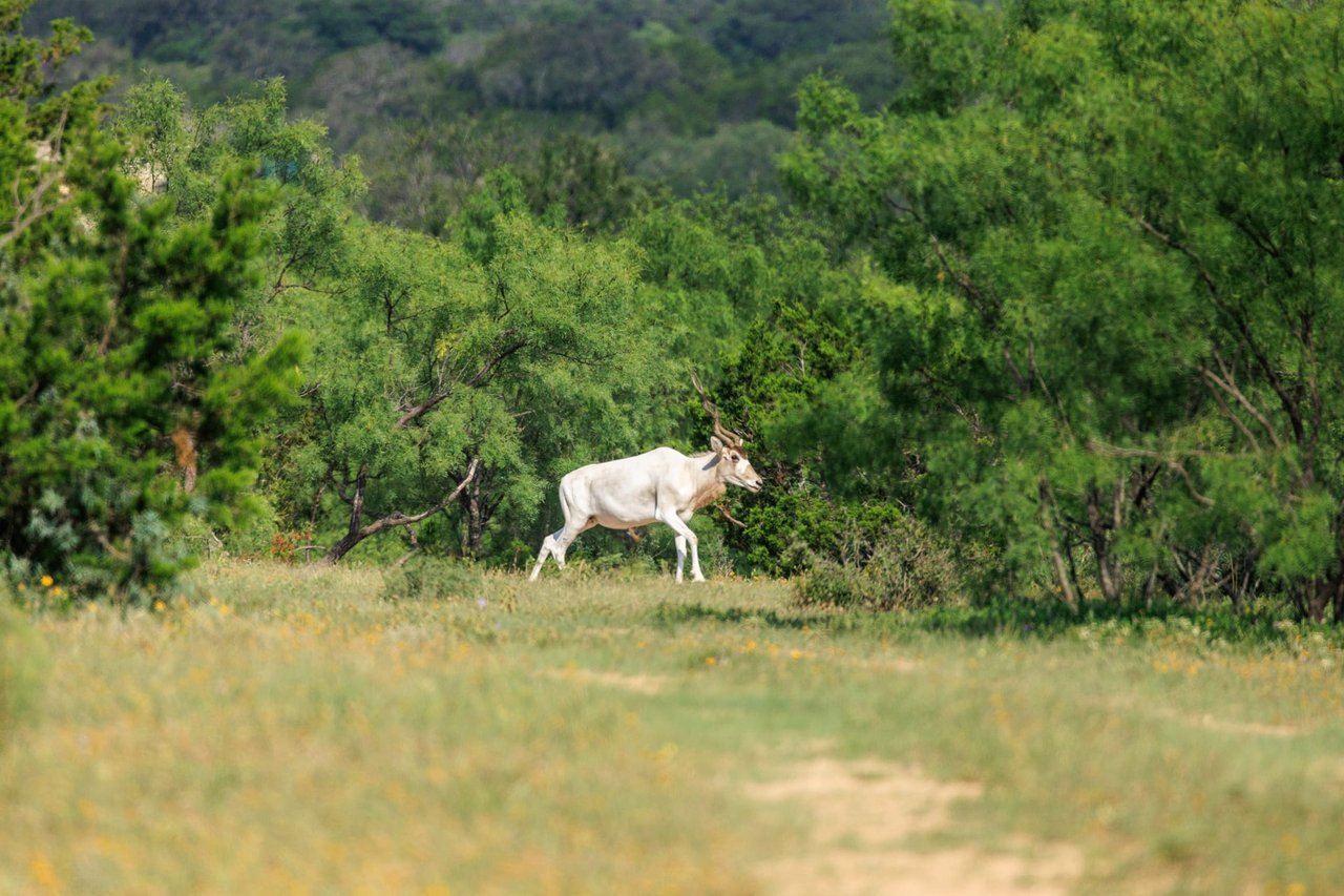 Golden Eagle Ranch