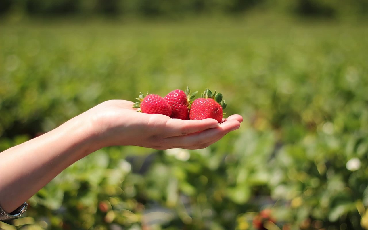 Indiana U-Pick Strawberry Fields