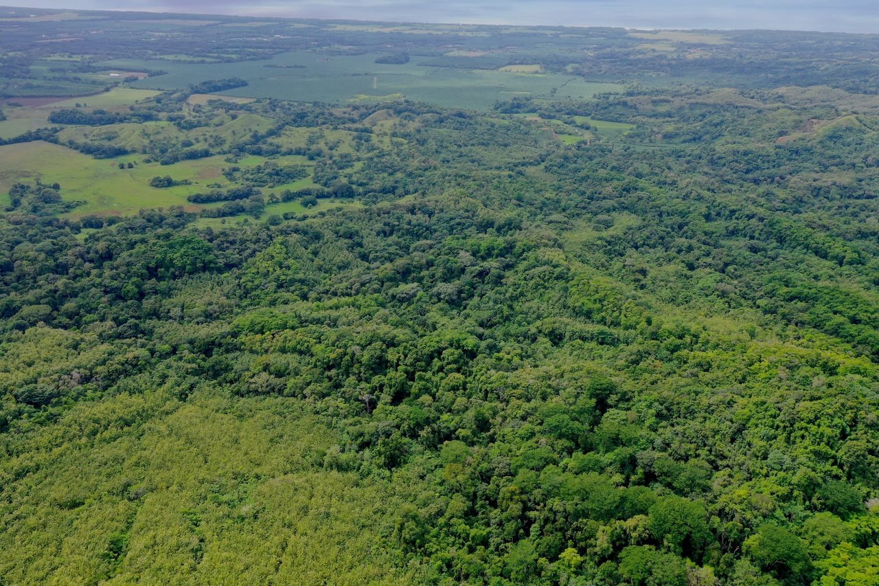 Costa Rican Teak and Hardwood Farm with Endless Potential