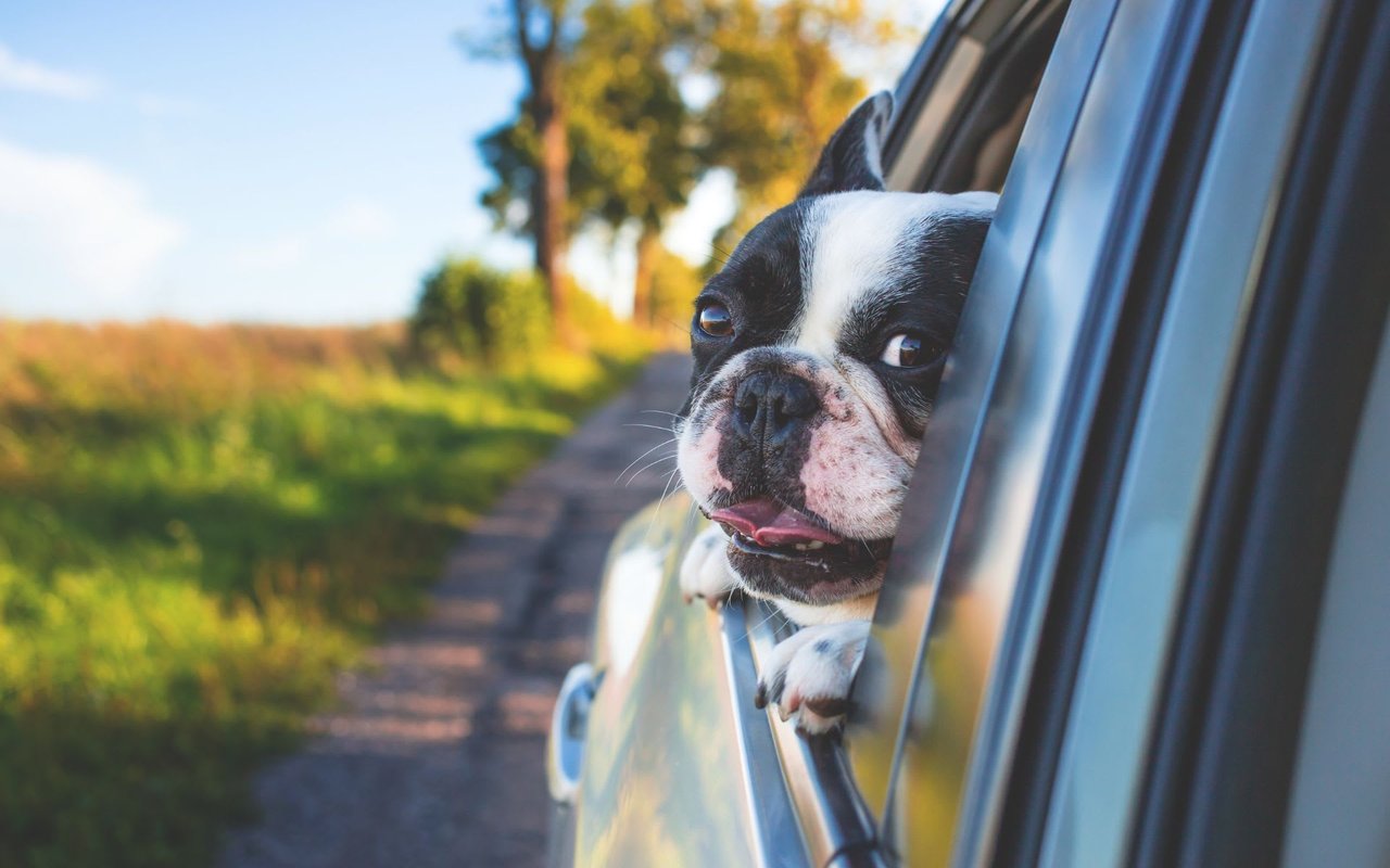 7 Essentials That Can Make Moving Less Stressful for Pets & Pet Parents