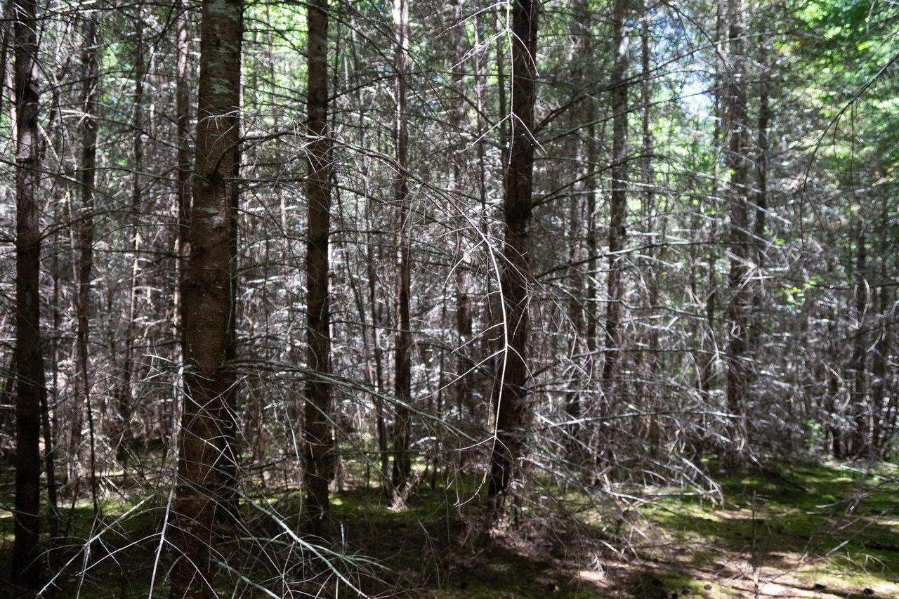 Hayes Hill Tree Farm 