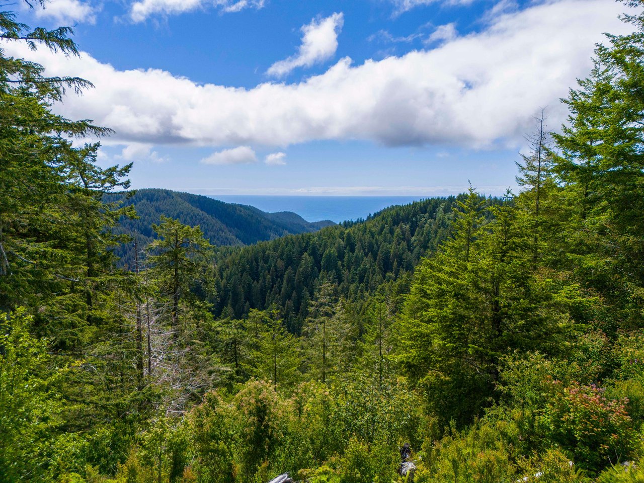 Cummins Creek Wilderness Overlook