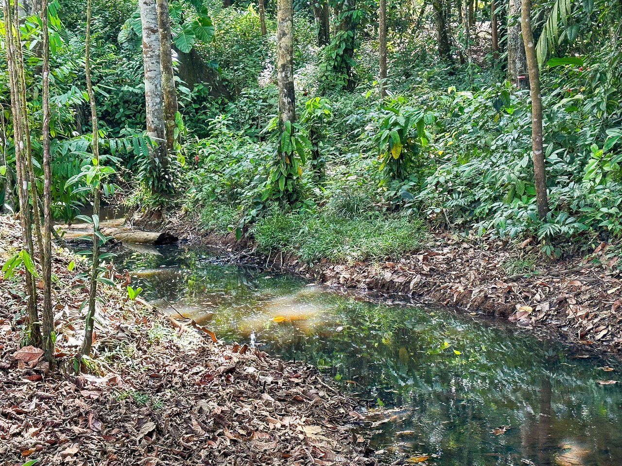 Elevated 2.2 Acres Jungle And Creek-Fronting Mountain View Lot In Ojochal