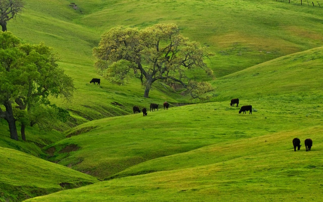 Santa Ynez