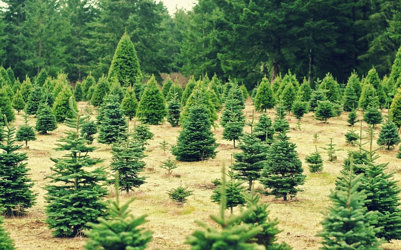 Christmas Tree Farms in Indiana