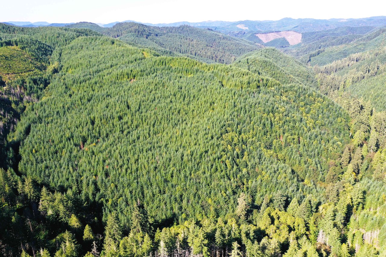 High Pass Tree Farm