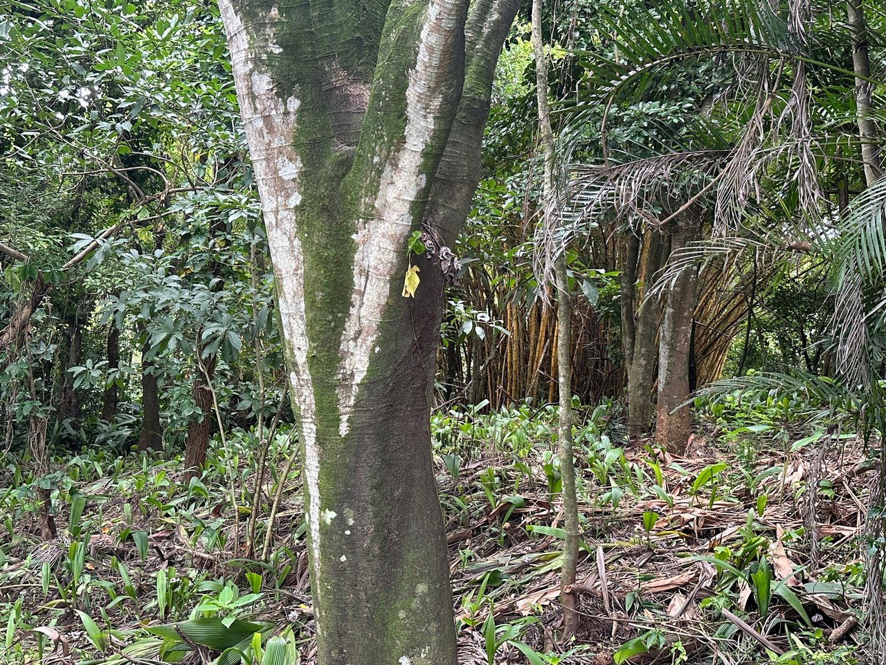 Lush Butterfly Garden Building Lot, Heredia