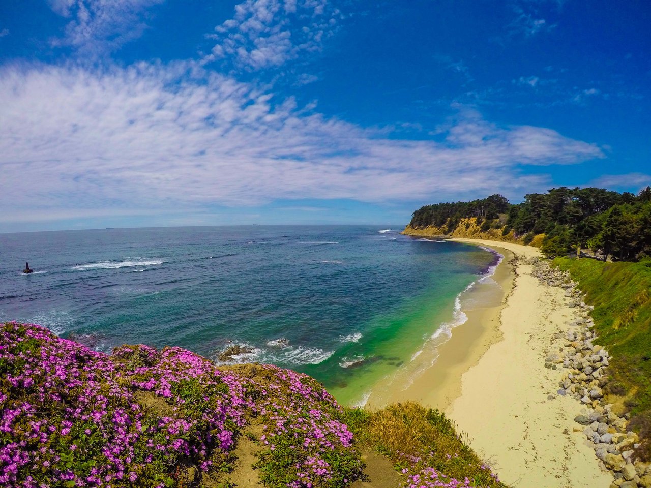 View of Seal Cove in Moss Beach, California, featuring vibrant wildflowers, sandy beach, rocky shoreline, and ocean cliffs along the San Mateo County Coastside.