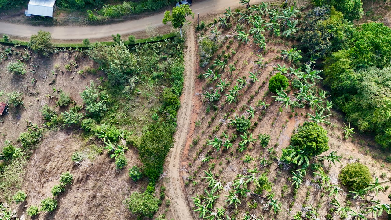 Over 2.5 Acres in Ceibo, Planted with Coffee and Fruits
