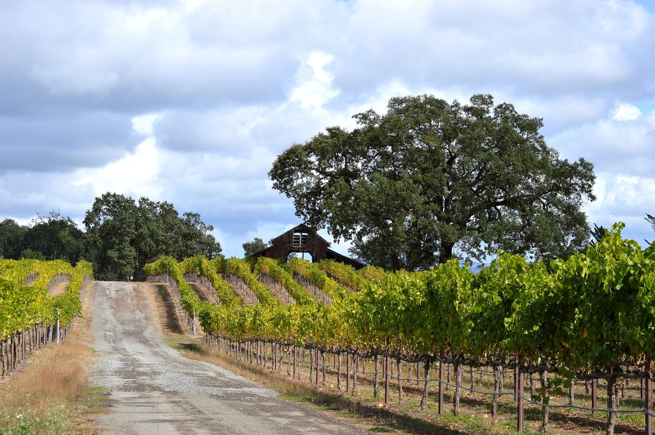 Discover the Charm of Sonoma County