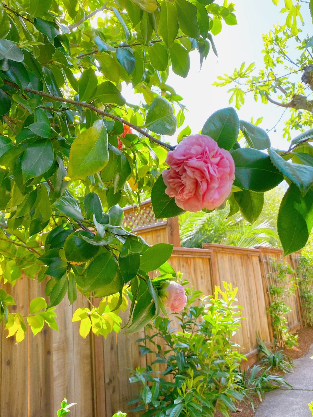 228 Mountain View Avenue, San Rafael