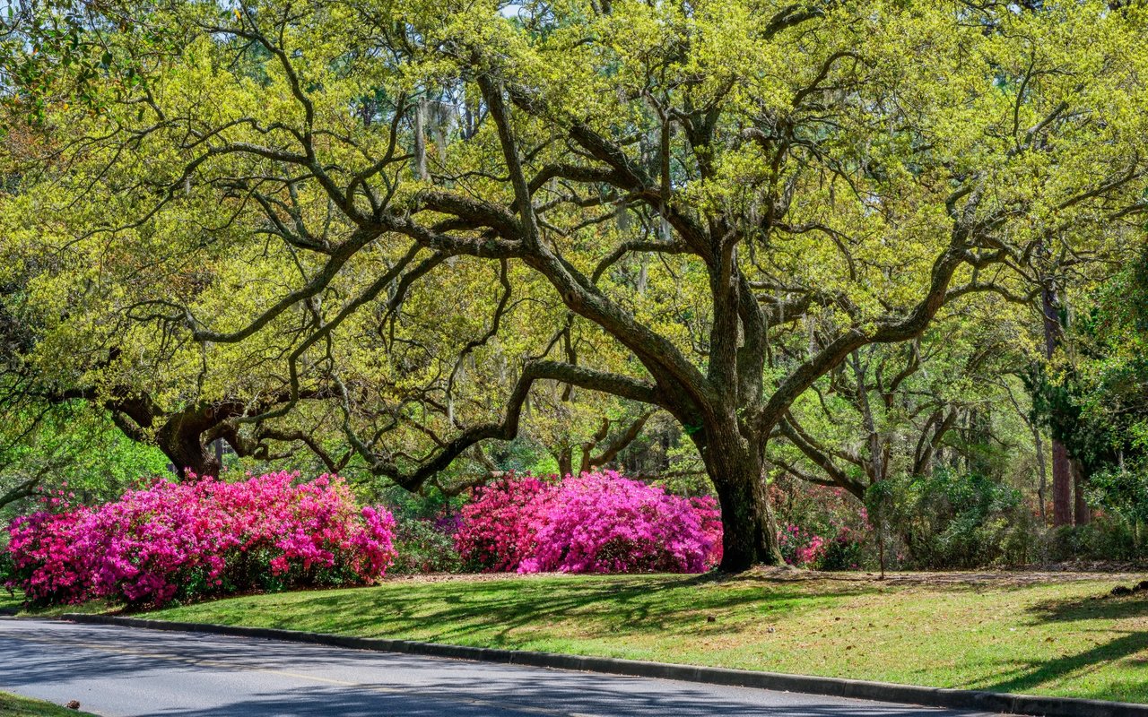 Ashley River Historic District / East Edisto