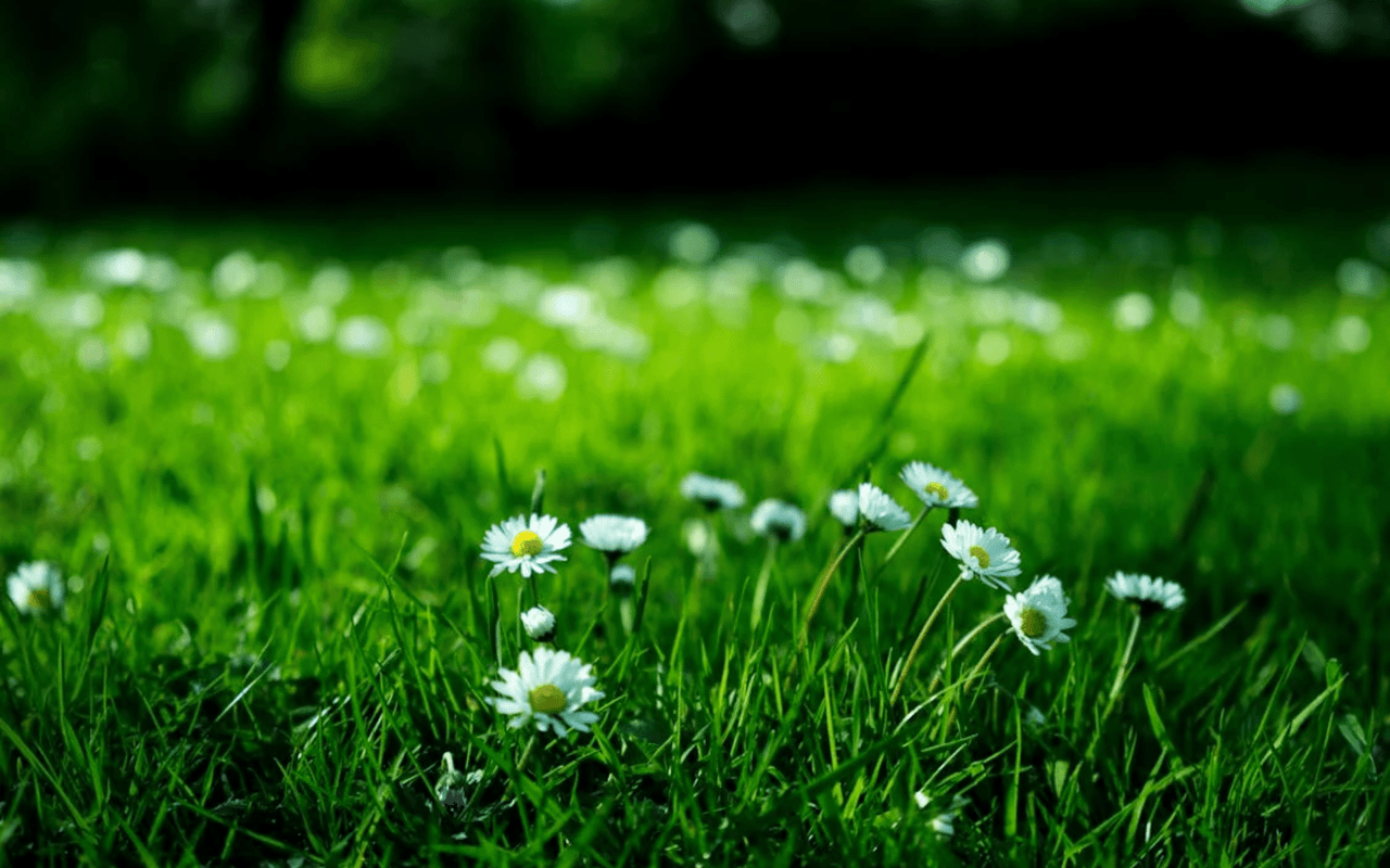 Sustainable Living in Menlo Park, CA: Eco-Friendly Initiatives and Green Spaces