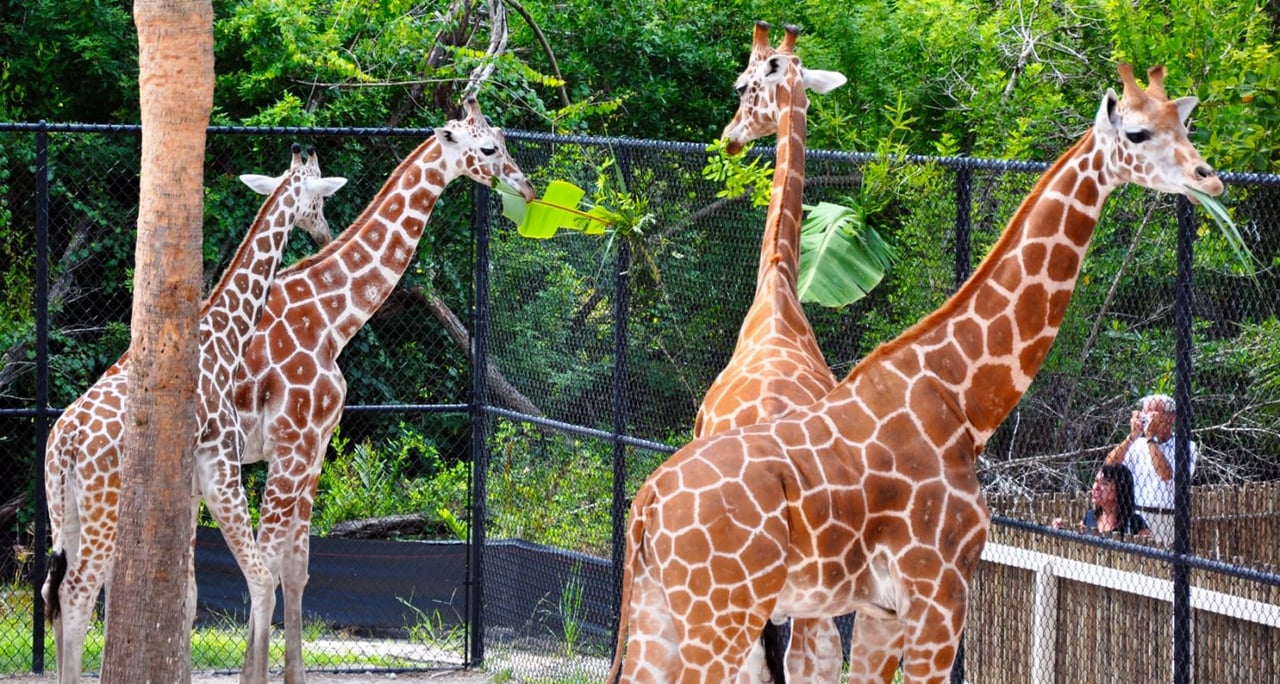 Naples Zoo