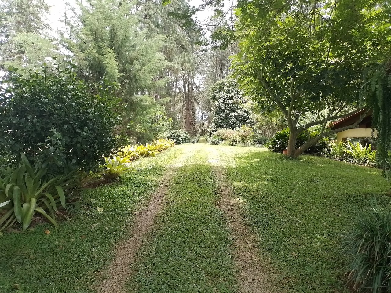 Coffee Farm Hacienda Estate, Perez Zeledon, San Jose