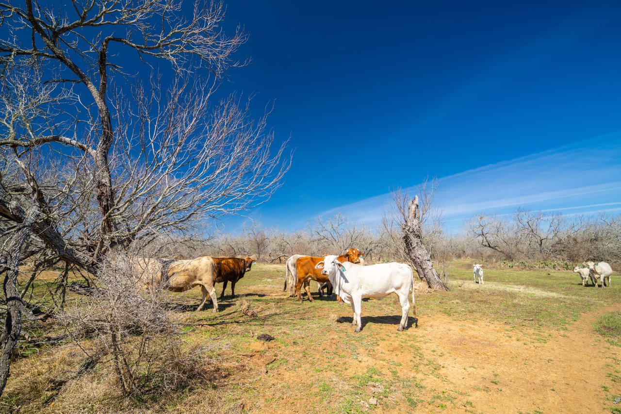 Gonzales County Ranches