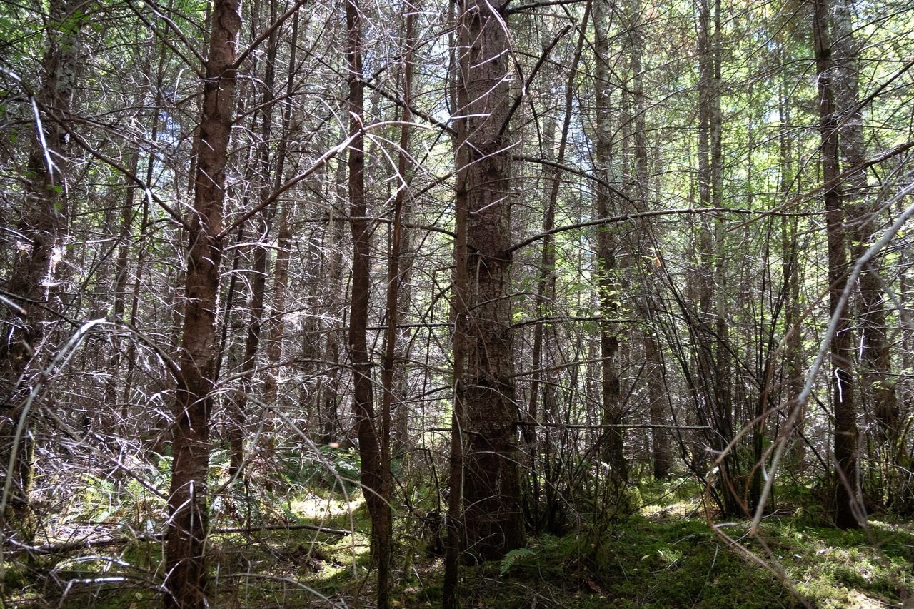 Hayes Hill Tree Farm 