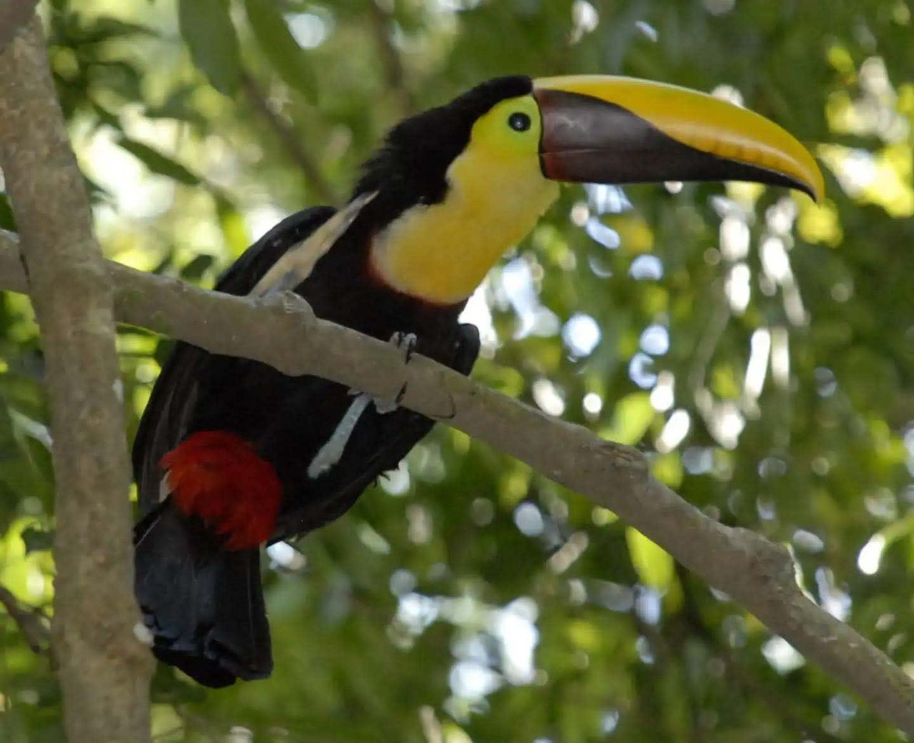  Affordable & Charming 1 bedroom Villa with Pool in gated community, immersed in the rainforest close to Quepos  