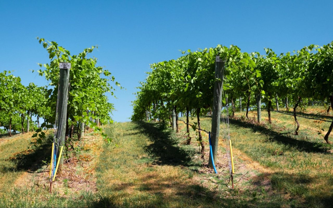 Local Wineries near Orange Beach, AL