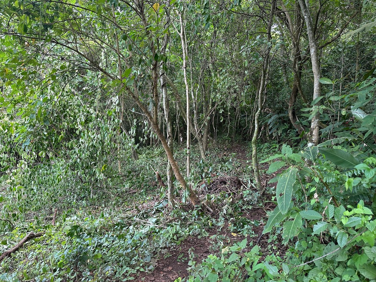 Panoramic View Buildable Land, Escazu, San Jose
