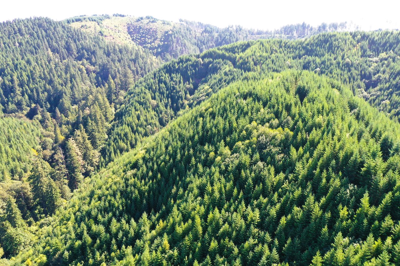 High Pass Tree Farm