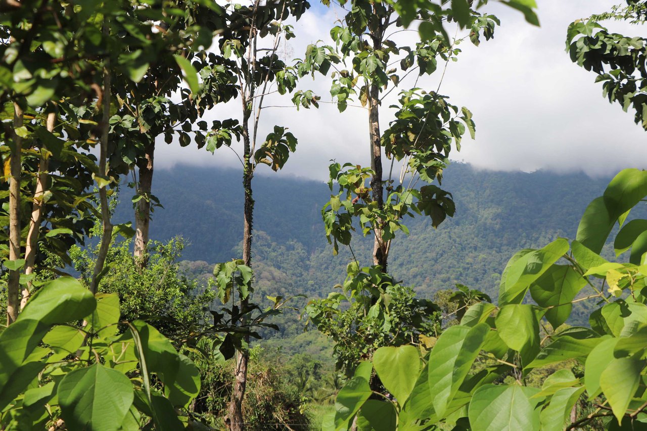 Over 3 Acres, Mountain View Lot in the Heart of Ojochal, Ready for Development!.