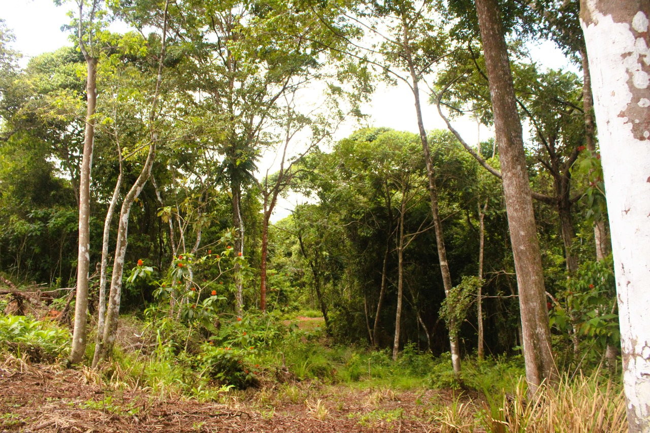 Wildlife Reserve Farm close to Ojochal