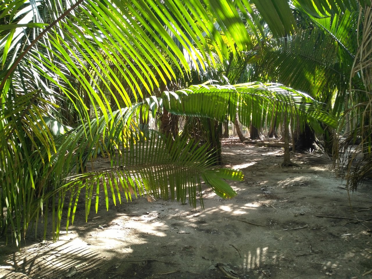 Private Secluded Beachfront Lot, Santa Teresa, Puntarenas