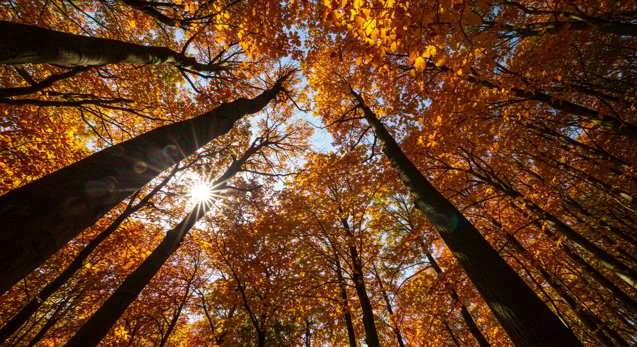 Where to Watch the Leaves Change in Indiana, Kentucky and Michigan
