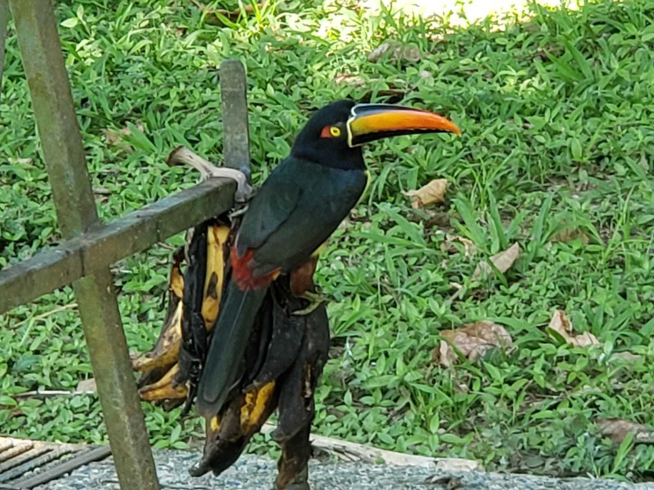 Private Hangar Estate, Osa, Puntarenas
