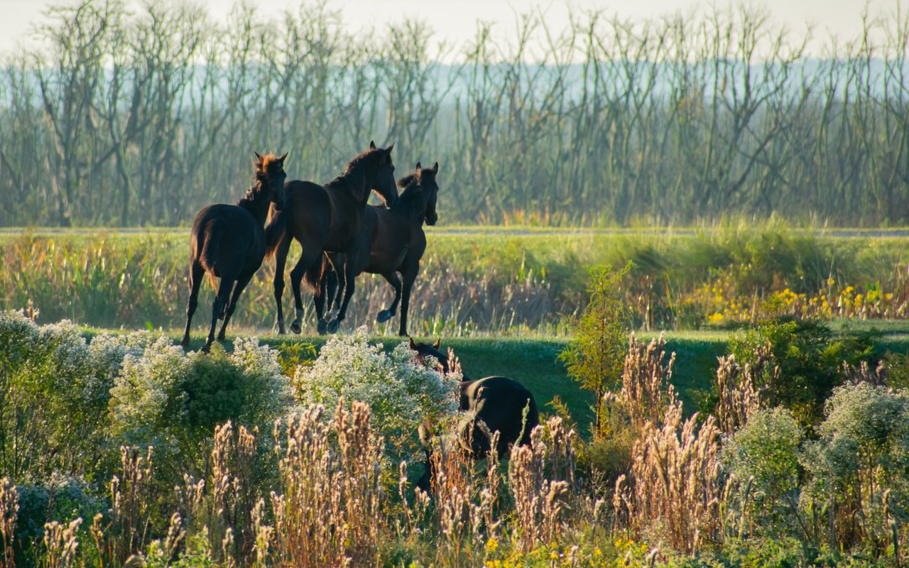 Hope Ranch