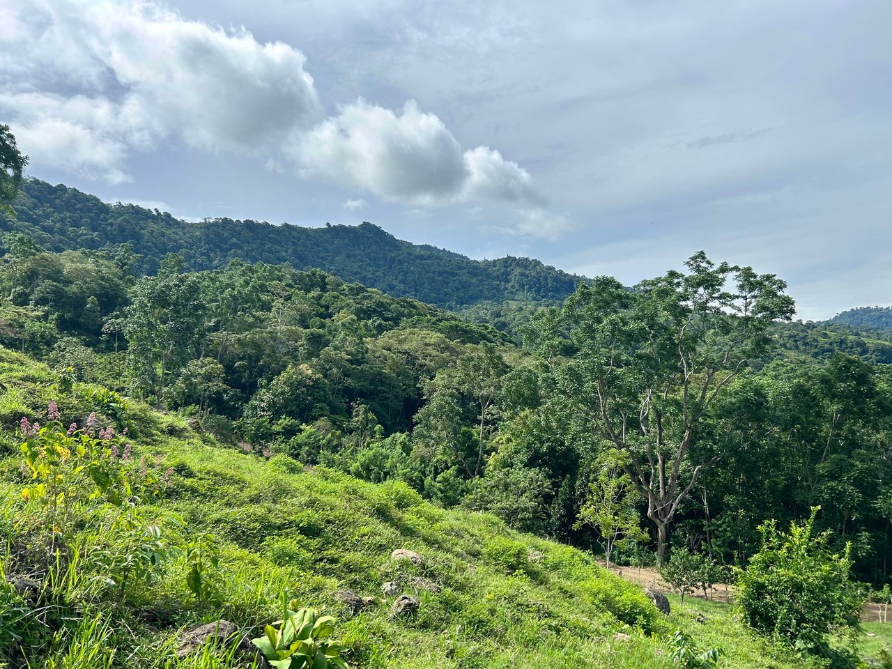 Stunning Ocean View Farm in San Luis de Morete, Over 23 Acres