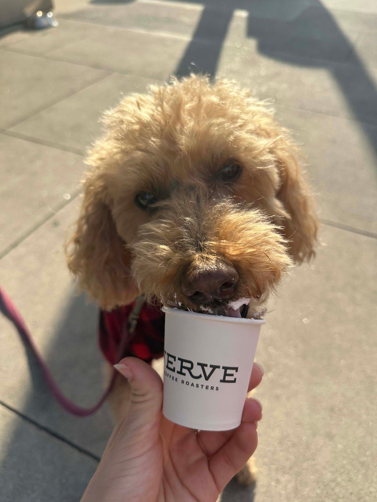 Life Lessons From Cody: A 14 Year Old Golden Doodle