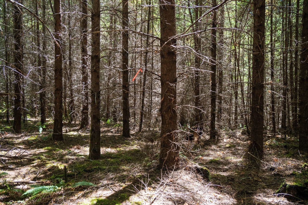 Hayes Hill Tree Farm 