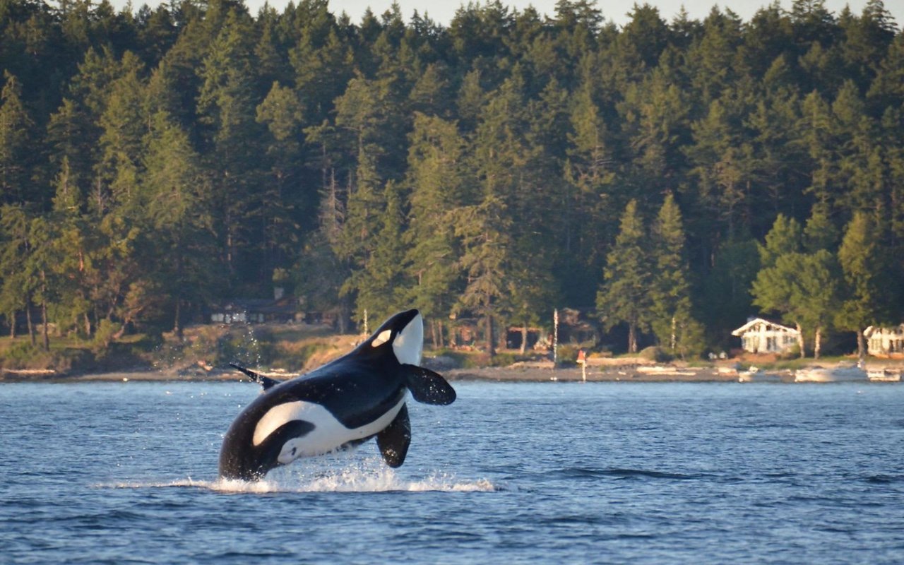 Winter Activities for the Whole Family in the San Juan Islands cover