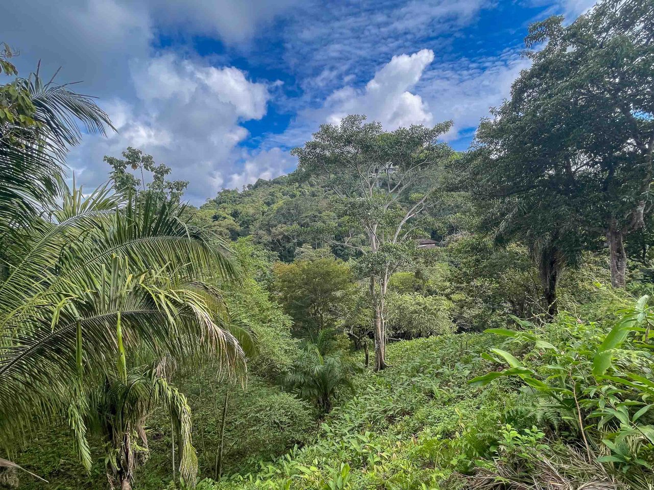 Three acres of bliss Valle Pura Vida Oasis