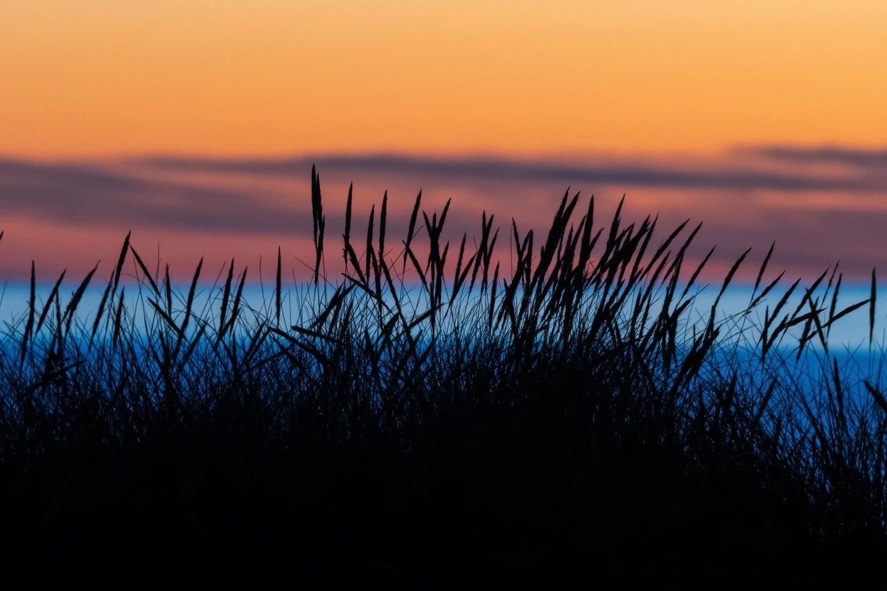 Dune grass silhouette with Gearhart beach and the orange sunset in the background