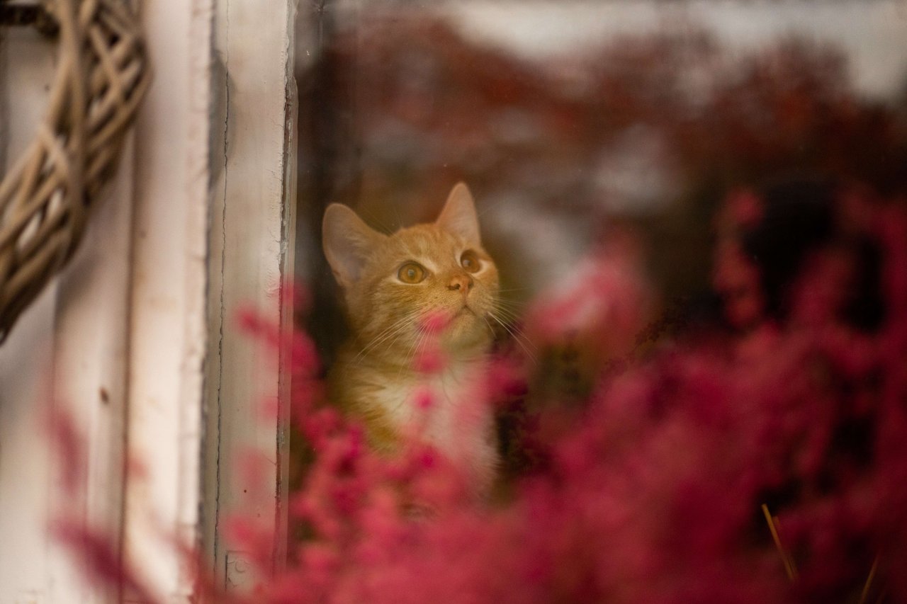 Top Agent POV: She’s Not Nosy. She’s My Neighbor!